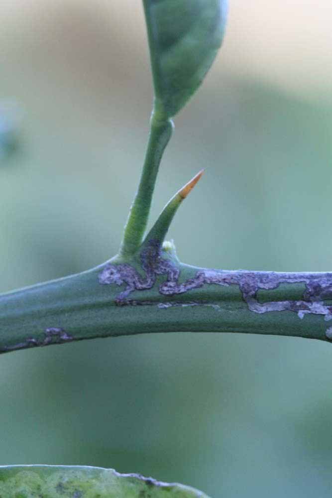              First year twig (Riverside, CA)       